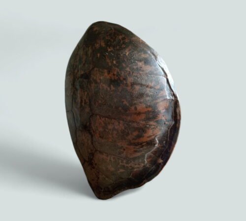 Large Antique Sea Turtle Shell