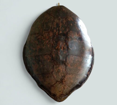 Large Antique Sea Turtle Shell